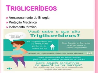 TRIGLICERÍDEOS
 Armazenamento de Energia
 Proteção Mecânica
 Isolamento térmico
 