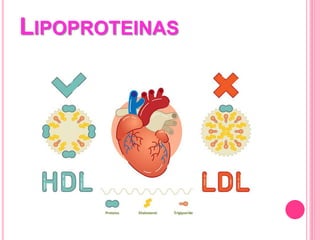 LIPOPROTEINAS
 