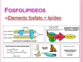 FOSFOLIPIDEOS
Elemento fosfato + lipídeo
 