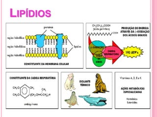 LIPÍDIOS
 