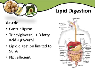 Lipid Digestion
Gastric
• Gastric lipase
• Triacylglycerol -> 3 fatty
acid + glycerol
• Lipid digestion limited to
SCFA
• Not efficient
 