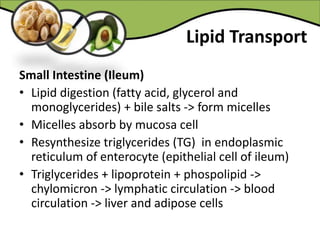 Lipid Transport
Small Intestine (Ileum)
• Lipid digestion (fatty acid, glycerol and
monoglycerides) + bile salts -> form micelles
• Micelles absorb by mucosa cell
• Resynthesize triglycerides (TG) in endoplasmic
reticulum of enterocyte (epithelial cell of ileum)
• Triglycerides + lipoprotein + phospolipid ->
chylomicron -> lymphatic circulation -> blood
circulation -> liver and adipose cells
 