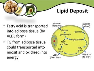Lipid Deposit
• Fatty acid is transported
into adipose tissue (by
VLDL form)
• TG from adipose tissue
could transported into
miosit and oxidized into
energy
 