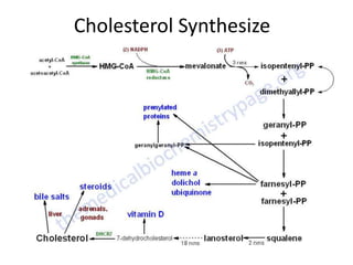 Cholesterol Synthesize
 