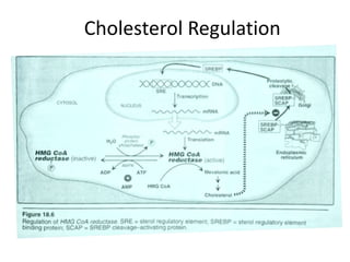 Cholesterol Regulation
 