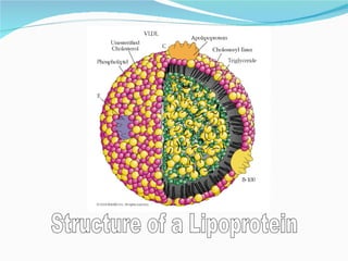 Structure of a Lipoprotein 