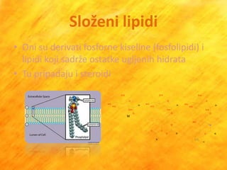 Složeni lipidi
• Oni su derivati fosforne kiseline (fosfolipidi) i
  lipidi koji sadrže ostatke ugljenih hidrata
• Tu pripadaju i steroidi
 