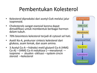 Pembentukan Kolesterol
• Kolesterol diproduksi dari acetyl-CoA melalui jalur
isoprenoid.
• Cholesterols sangat esensial karena dapat
dimodifikasi untuk membentuk berbagai hormon
dalam tubuh.
• 70% biosintesis kolesterol terjadi di cytosol sel hati.
• Asetil Ko-A, prekursor sintesis kolesterol dari
glukosa, asam lemak, dan asam amino.
• 3 Acetyl Co-A→hidroksi metil glutanil Co-A (HMG
Co-A) −(HMG Co-A reduktase )→mevalonat →
isoprene → skualen -siklisasi→system cincin
steroid →kolesterol
 