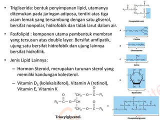 • Trigliserida: bentuk penyimpanan lipid, utamanya
ditemukan pada jaringan adiposa, terdiri atas tiga
asam lemak yang tersambung dengan satu gliserol,
bersifat nonpolar, hidrofobik dan tidak larut dalam air.
• Fosfolipid : komponen utama pembentuk membran
yang tersusun atas double layer. Bersifat amfipatik,
ujung satu bersifat hidrofobik dan ujung lainnya
bersifat hidrofilik.
• Jenis Lipid Lainnya:
– Hormon Steroid, merupakan turunan sterol yang
memiliki kandungan kolesterol.
– Vitamin D3 (kolekalsiferol), Vitamin A (retinol),
Vitamin E, Vitamin K
 