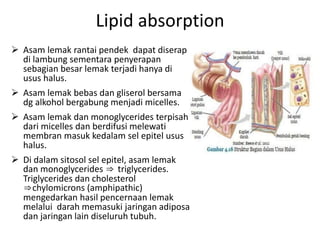 Lipid absorption
 Asam lemak rantai pendek dapat diserap
di lambung sementara penyerapan
sebagian besar lemak terjadi hanya di
usus halus.
 Asam lemak bebas dan gliserol bersama
dg alkohol bergabung menjadi micelles.
 Asam lemak dan monoglycerides terpisah
dari micelles dan berdifusi melewati
membran masuk kedalam sel epitel usus
halus.
 Di dalam sitosol sel epitel, asam lemak
dan monoglycerides ⇒ triglycerides.
Triglycerides dan cholesterol
⇒chylomicrons (amphipathic)
mengedarkan hasil pencernaan lemak
melalui darah memasuki jaringan adiposa
dan jaringan lain diseluruh tubuh.
 