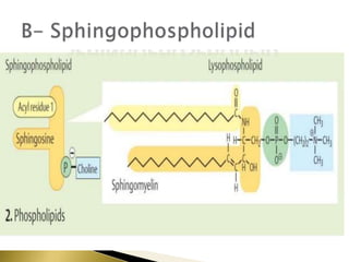 lipid II complex lipids.pptx