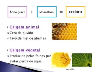 Origem animal Cera de ouvido Favo de mel de abelhas Origem vegetal Produzida pelas folhas para impermeabilizar e evitar perda de água . Ácido graxo Monoálcool CERÍDEO + = carnaúba 