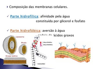 Composição das membranas celulares. Parte hidrofílica : afinidade pela água constituída por glicerol e fosfato Parte hidrofóbica : aversão à água cadeia de ácidos graxos 