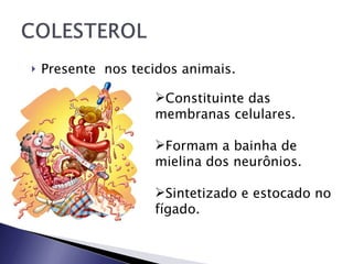 Presente  nos tecidos animais. Constituinte das membranas celulares. Formam a bainha de mielina dos neurônios. Sintetizado e estocado no fígado. 
