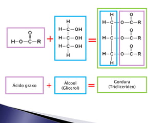 + = Ácido graxo + Álcool (Glicerol) Gordura (Triclicerídeo) = 