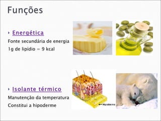 Energética Fonte secundária de energia 1g de lipídio = 9 kcal Isolante térmico Manutenção da temperatura Constitui a hipoderme 