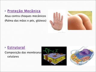 Proteção Mecânica Atua contra choques mecânicos (Palma das mãos e pés, glúteos) Estrutural Composição das membranas celulares 