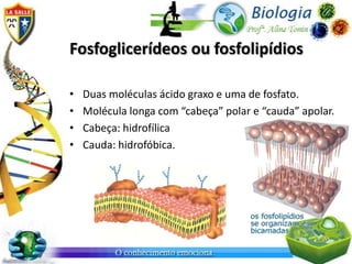Fosfoglicerídeos ou fosfolipídios

•   Duas moléculas ácido graxo e uma de fosfato.
•   Molécula longa com “cabeça” polar e “cauda” apolar.
•   Cabeça: hidrofílica
•   Cauda: hidrofóbica.
 