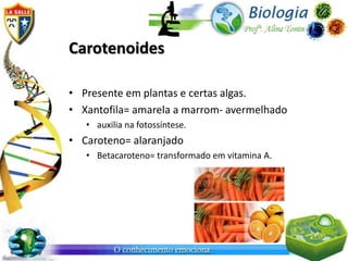 Carotenoides

• Presente em plantas e certas algas.
• Xantofila= amarela a marrom- avermelhado
   • auxilia na fotossíntese.
• Caroteno= alaranjado
   • Betacaroteno= transformado em vitamina A.
 