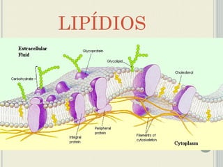 LIPÍDIOS
 