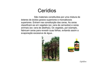 Cerídios
São materiais constituídos por uma mistura de
ésteres de ácidos graxos superiores e monoálcoois
superiores. Entram nas constituição das ceras. As ceras
classificam-se em vegetais (ex: cera de carnaúba) e ceras
animais (ex: cera de abelhas). Os vegetais, por exemplo,
fabricam ceras para revestir suas folhas, evitando assim a
evaporação excessiva de água..
Lipídios
 