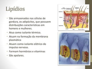 Lipídios
• São armazenados nas células de
gordura, os adipócitos, que possuem
distribuições características em
homens e mulheres.
• Atua como isolante térmico.
• Atuam na formação da membrana
plasmática
• Atuam como isolante elétrico do
impulso nervoso.
• Formam hormônios e vitaminas
• São apolares.
 