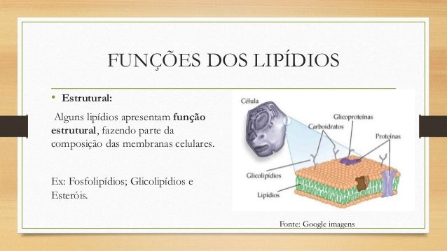 Lipidios