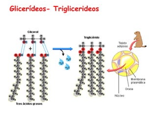 Glicerídeos- Triglicerideos
 