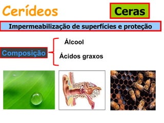 Cerídeos                        Ceras
 Impermeabilização de superfícies e proteção

                 Álcool
Composição      Ácidos graxos
 