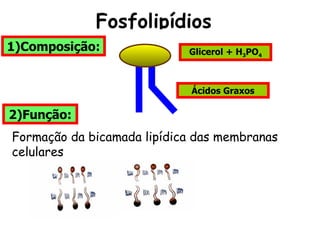 Fosfolipídios
1)Composição:               Glicerol + H3PO4



                             Ácidos Graxos

2)Função:
Formação da bicamada lipídica das membranas
celulares
 