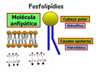 Fosfolipídios
Molécula          Cabeça polar
anfipática            Hidrofílica



                 Caudas apolares
                      Hidrofóbica
 