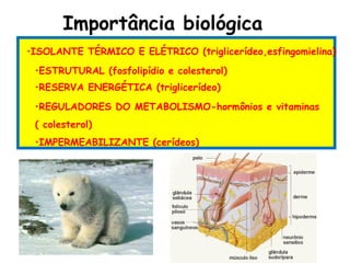 Importância biológica
•ISOLANTE TÉRMICO E ELÉTRICO (triglicerídeo,esfingomielina)
 •ESTRUTURAL (fosfolipídio e colesterol)
 •RESERVA ENERGÉTICA (triglicerídeo)
 •REGULADORES DO METABOLISMO-hormônios e vitaminas
 ( colesterol)
 •IMPERMEABILIZANTE (cerídeos)
 