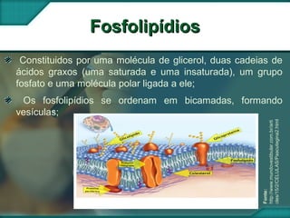Fonte:
http://www.mundovestibular.com.br/arti
cles/15/2/CELULAS/Paacutegina2.html
FosfolipídiosFosfolipídios
Constituidos por uma molécula de glicerol, duas cadeias de
ácidos graxos (uma saturada e uma insaturada), um grupo
fosfato e uma molécula polar ligada a ele;
Os fosfolipídios se ordenam em bicamadas, formando
vesículas;
 
