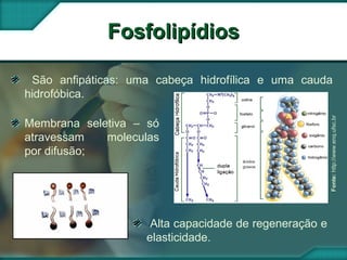 Fonte:http://www.enq.ufsc.br
FosfolipídiosFosfolipídios
Membrana seletiva – só
atravessam moleculas
por difusão;
São anfipáticas: uma cabeça hidrofílica e uma cauda
hidrofóbica.
Alta capacidade de regeneração e
elasticidade.
 