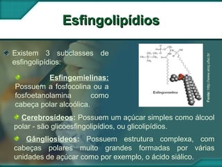 Fonte:http://www.enq.ufsc.br
EsfingolipídiosEsfingolipídios
Existem 3 subclasses de
esfingolipídios:
Esfingomielinas:
Possuem a fosfocolina ou a
fosfoetanolamina como
cabeça polar alcoólica.
Cerebrosídeos: Possuem um açúcar simples como álcool
polar - são glicoesfingolipídios, ou glicolipídios.
Gângliosídeos: Possuem estrutura complexa, com
cabeças polares muito grandes formadas por várias
unidades de açúcar como por exemplo, o ácido siálico.
 