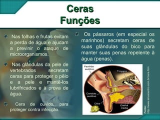 CerasCeras
FunçõesFunções
Nas folhas e frutas evitam
a perda de água e ajudam
a previnir o ataque de
microorganismos.
Nas glândulas da pele de
vertebrados secretam
ceras para proteger o pêlo
e a pele e mantê-los
lubrifricados e à prova de
água.
Cera de ouvido, para
proteger contra infecção.
Os pássaros (em especial os
marinhos) secretam ceras de
suas glândulas do bico para
manter suas penas repelente à
água (penas).
Fonte:
http://www.sinuscentro.com.br/cera.htm
 
