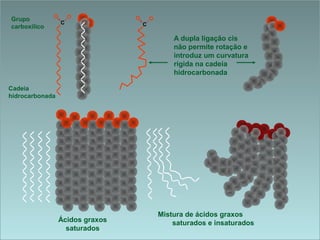 A dupla ligação cis
não permite rotação e
introduz um curvatura
rígida na cadeia
hidrocarbonada
Cadeia
hidrocarbonada
Grupo
carboxílico
Ácidos graxos
saturados
Mistura de ácidos graxos
saturados e insaturados
C
OO
C
OO
 