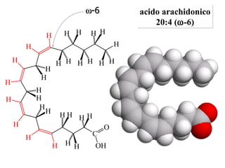 acido arachidonico 20:4 (  -6)  -6 