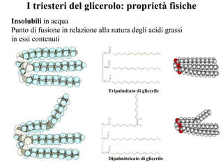 I triesteri del glicerolo: proprietà fisiche Insolubili  in acqua Punto di fusione in relazione alla natura degli acidi grassi  in essi contenuti Tripalmitato di glicerile Dipalmitoleato di glicerile 