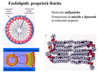 Fosfolipidi: proprietà fisiche Molecole  anfipatiche Formazione di  micelle e liposomi  in soluzioni acquose Compartimento interno acquoso Membrana a doppio strato 