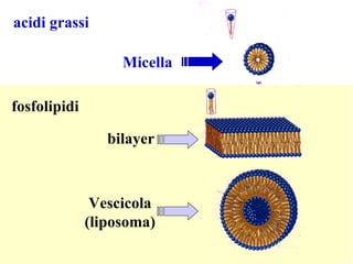 Vescicola (liposoma) bilayer Micella fosfolipidi acidi grassi 