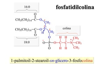 1-palmitoil-2-stearoil- sn -glicero -3-fosfo colina 16:0 18:0 colina 1 2 3 fosfatidilcolina 