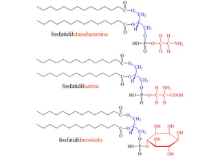 fosfatidil etanolammina fosfatidil serina fosfatidil inositolo 
