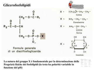 Glicerofosfolipidi La natura del gruppo X è fondamentale per la determinazione delle Proprietà fisiche dei fosfolipidi (la testa ha polarità variabile in  funzione del pH) 
