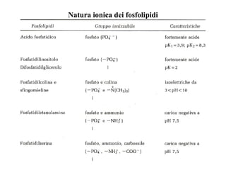 Natura ionica dei fosfolipidi 