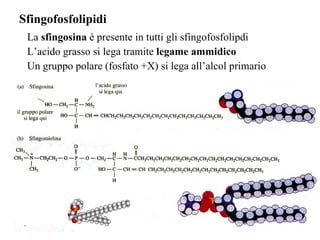Sfingofosfolipidi La  sfingosina  è presente in tutti gli sfingofosfolipdi L’acido grasso si lega tramite  legame ammidico Un gruppo polare (fosfato +X) si lega all’alcol primario 