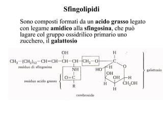 Sfingolipidi Sono composti formati da un  acido grasso  legato con legame  amidico  alla  sfingosina , che può lagare col gruppo ossidrilico primario uno zucchero, il  galattosio 