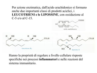 Per azione enzimatica, dall'acido arachidonico si formano anche due importanti classi di prodotti aciclici,   i  LEUCOTRIENI e le LIPOSSINE , con ossidazione al C-5 e/o al C-15. Hanno la proprietà di regolare a livello cellulare risposte  specifiche nei processi  infiammatori  e nelle reazioni del  sistema immunitario. 