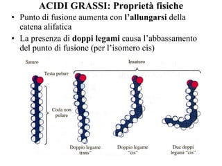 ACIDI GRASSI: Proprietà fisiche Punto di fusione aumenta con  l’allungarsi  della catena alifatica La presenza di  doppi legami  causa l’abbassamento del punto di fusione (per l’isomero cis) 