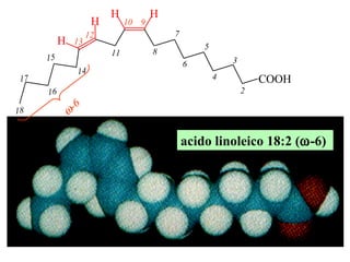 acido linoleico 18:2 (  -6)  H H H H C O O H 2 4 6 8 3 5 7 9 10 11 13 12  -6 15 17 14 16 18 
